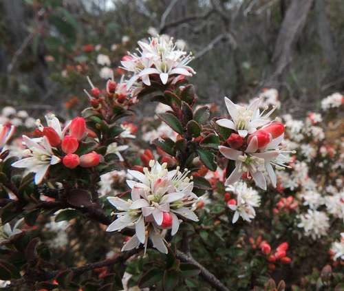 Image of Leionema lamprophyllum by (c) Cathy Powers, some rights reserved (CC BY)