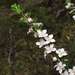 Boronia anemonifolia anemonifolia - Photo (c) Cathy Powers, alguns direitos reservados (CC BY), uploaded by Cathy Powers