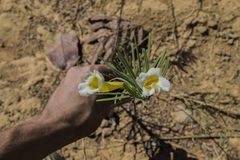 Anemopaegma arvense