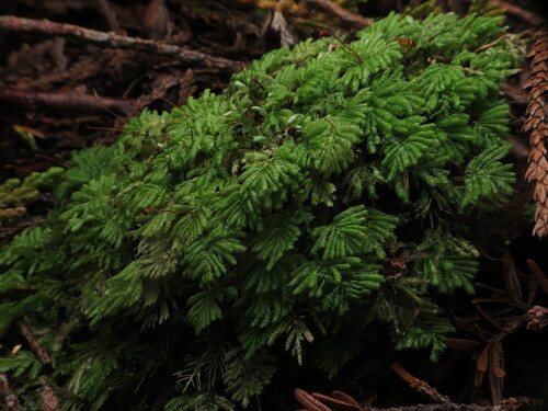 Hypopterygium flavolimbatum observed 2026-09-22