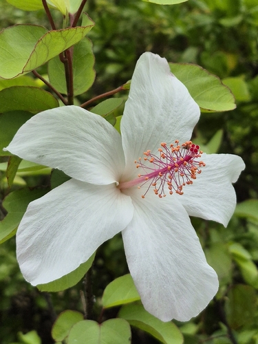 Hibiscus arnottianus observed 2026-09-26