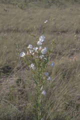 Ipomoea squamisepala