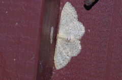 Idaea sakuraii