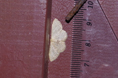 Idaea sakuraii