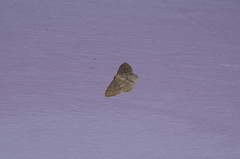 Idaea sakuraii