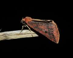 Cycloprorodes melanoxysta