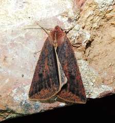 Cycloprorodes melanoxysta