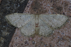 Idaea sakuraii