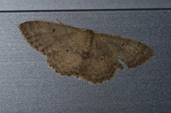 Idaea sakuraii