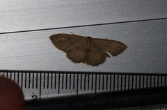 Idaea sakuraii
