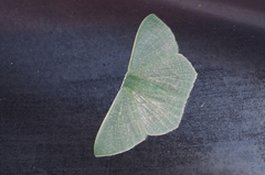 Thalassodes intaminata