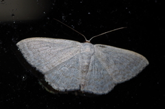 Scopula coniaria