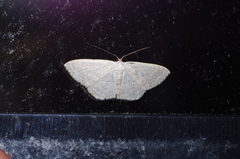 Scopula coniaria