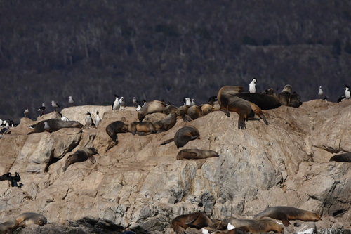 Lobo marino de un pelo registrada en Ushuaia