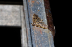 Ceratarcha umbrosa