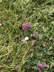 Bombus