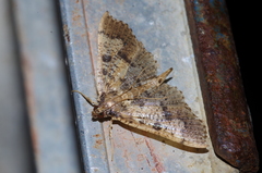 Ceratarcha umbrosa