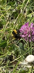 Bombus