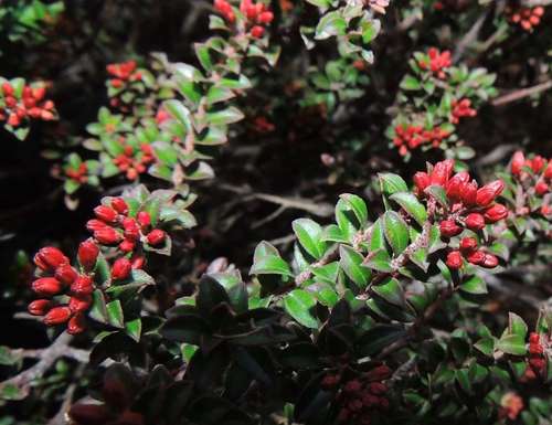 Image of Leionema lamprophyllum by (c) Cathy Powers, some rights reserved (CC BY)