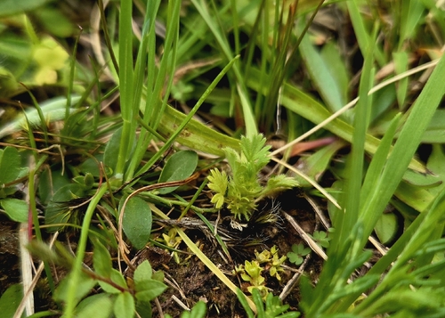 Alchemilla parodii