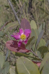 Kielmeyera rubriflora
