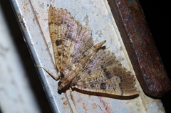 Ceratarcha umbrosa
