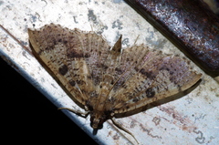 Ceratarcha umbrosa