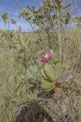 Kielmeyera rubriflora