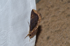Ercheia dubia