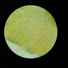 Coccomyces castanopsidis
