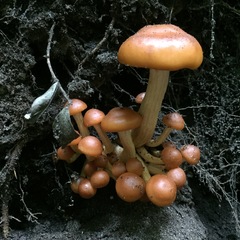 Pholiota malicola