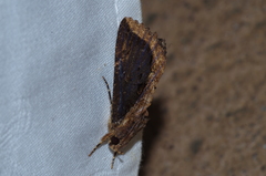 Ercheia dubia