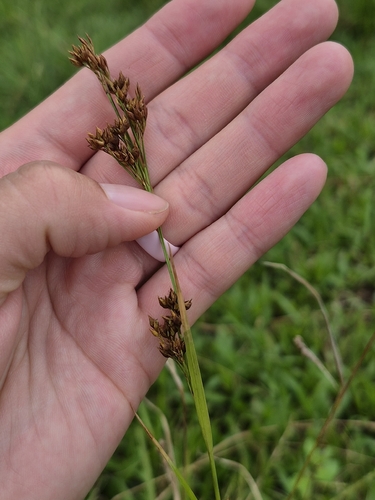 Rhynchospora, 2026-09-23
