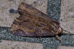 Ercheia dubia