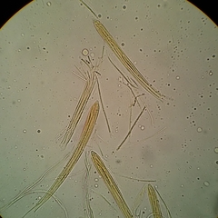 Coccomyces castanopsidis