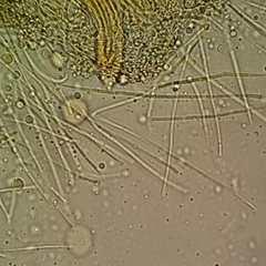 Coccomyces castanopsidis