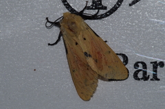 Spilarctia seriatopunctata