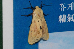 Spilarctia seriatopunctata