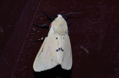 Spilarctia seriatopunctata