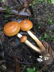 Pholiota malicola