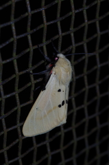 Spilarctia seriatopunctata