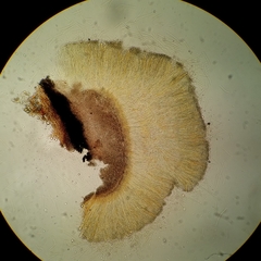Coccomyces castanopsidis