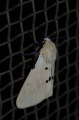 Spilarctia seriatopunctata