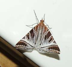 Phrataria replicataria