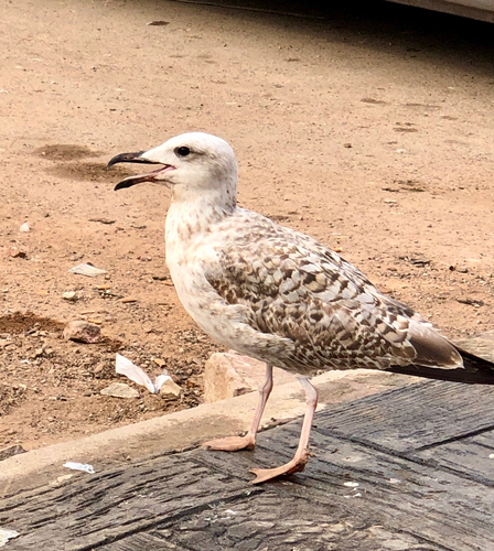 Yellow-legged Gull
