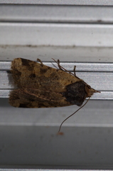 Rhynchaglaea scitula