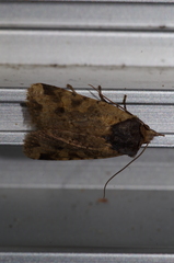 Rhynchaglaea scitula