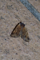 Rhynchaglaea scitula