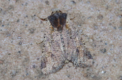 Rhynchaglaea scitula