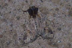 Rhynchaglaea scitula